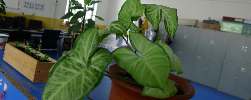 合果芋有毒吗 合果芋有毒吗 可以室内养吗