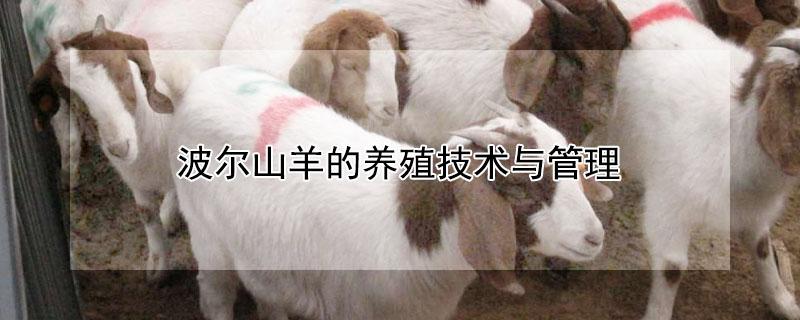 波尔山羊的养殖技术与管理（波尔山羊的养殖技术与管理技术）