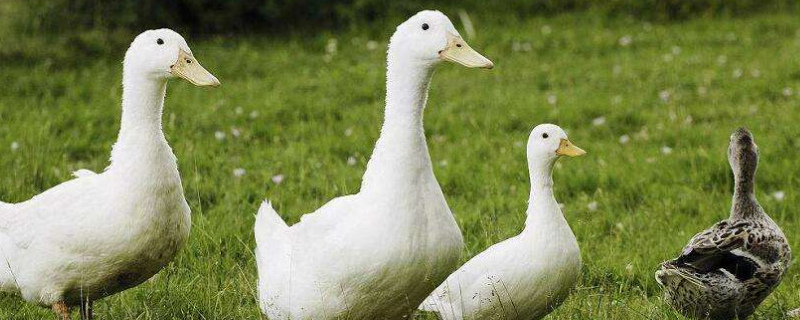 鸭子直接喂大米可以吗（鸭子直接喂大米可以吗视频）