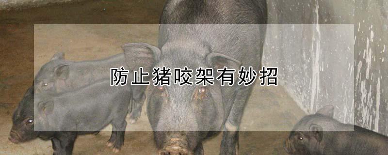 防止猪咬架有妙招（如何防止猪咬架）