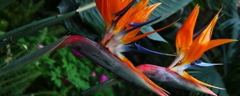 鹤望兰和天堂鸟的区别 天堂鸟分开花和不开花两种吗