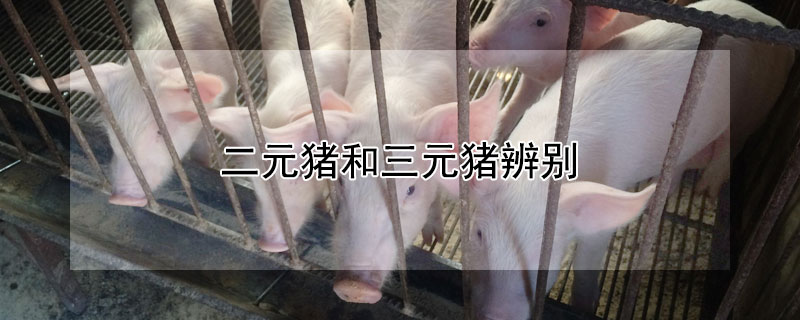 二元猪和三元猪辨别 二元猪和三元猪辨别图