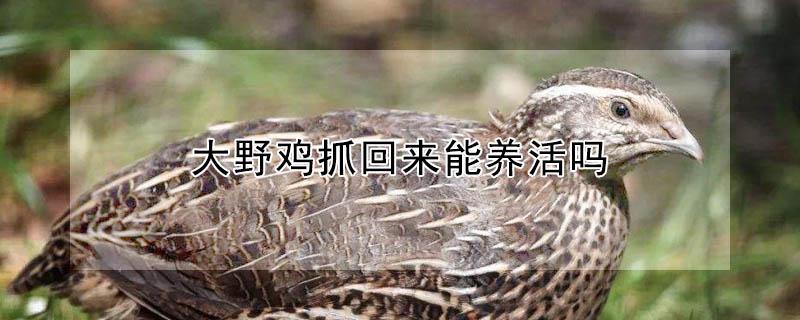 大野鸡抓回来能养活吗 大野鸡抓回来能养活吗图片