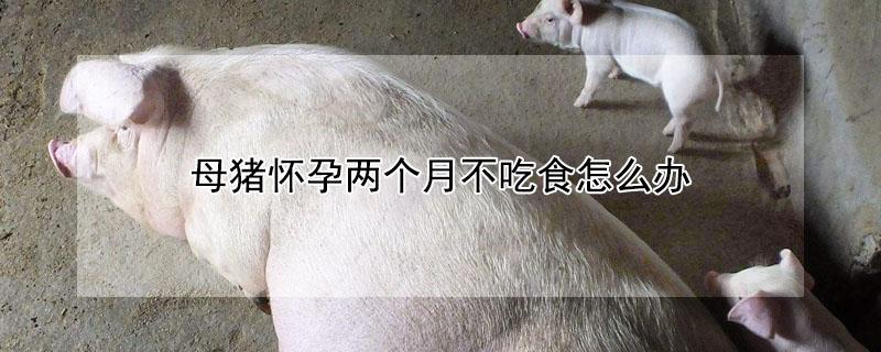 母猪怀孕两个月不吃食怎么办 母猪怀孕两个月不吃食怎么办呢