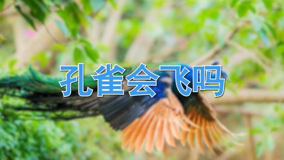 孔雀会飞吗 孔雀会飞吗视频