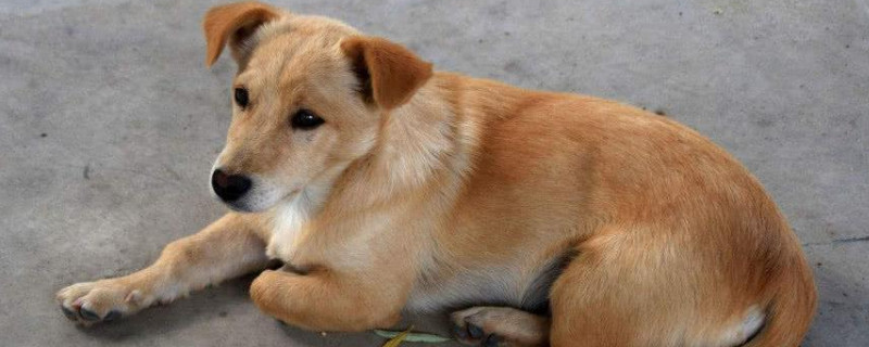 土狗养殖喂什么长得快（土狗养殖喂什么长得快一点）