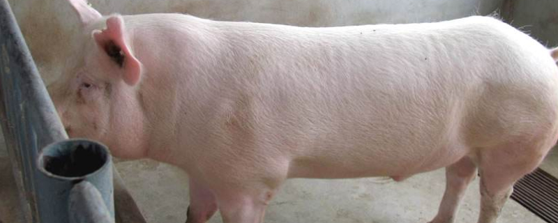 二元猪是什么意思（二元猪是什么意思啊）