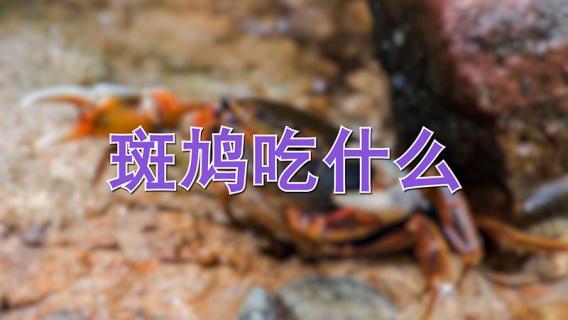 斑鸠吃什么（斑鸠吃什么饲料最好）