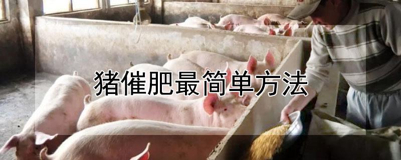 猪催肥最简单方法 猪催肥添加剂排名前五强