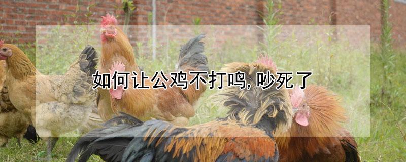 如何让公鸡不打鸣,吵死了（怎么样让公鸡不打鸣）