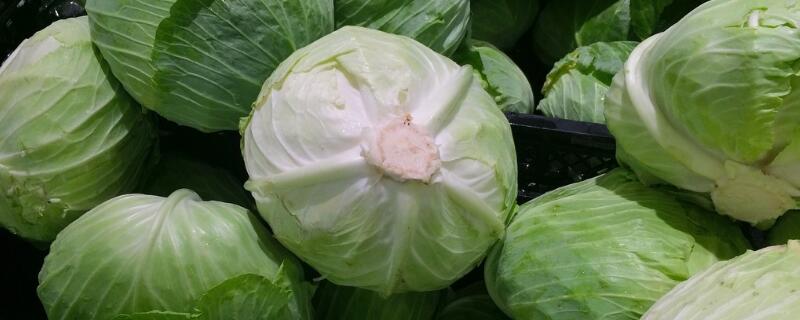 高丽菜是什么 高丽菜图片