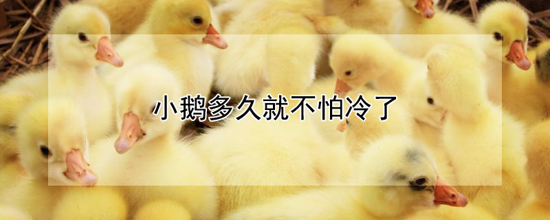 小鹅多久就不怕冷了 小鹅多久就不怕冷了呀