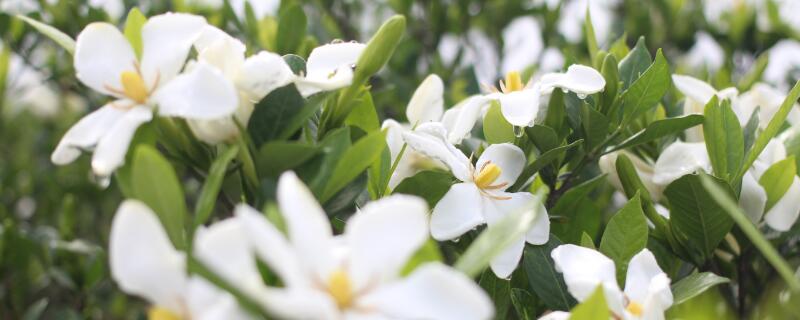 灌木有哪些 矮小灌木有哪些