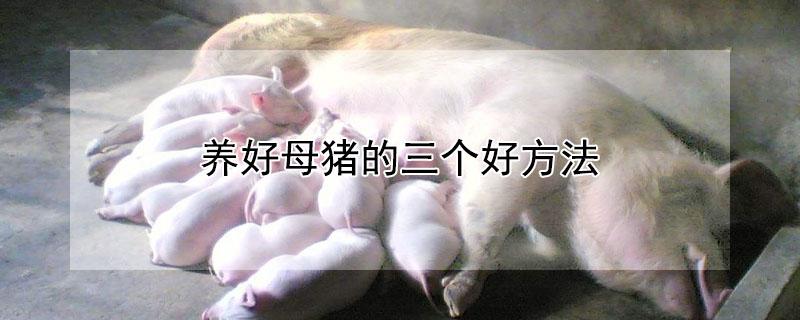 养好母猪的三个好方法 养好母猪的三个好方法是什么