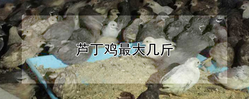 芦丁鸡最大几斤 芦丁鸡能长多重