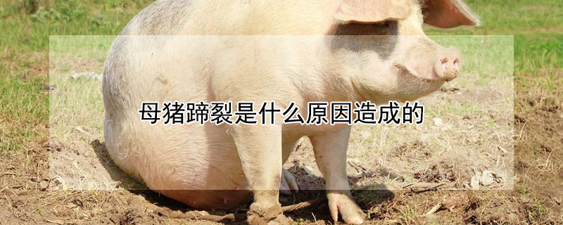母猪蹄裂是什么原因造成的（母猪蹄裂是什么原因引起的）