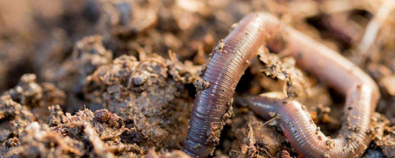 蚯蚓可以长期喂鸡吗 蚯蚓可以长期喂鸡吗视频