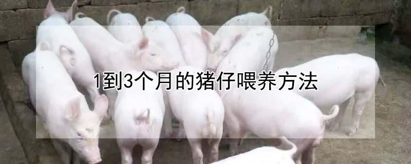 1到3个月的猪仔喂养方法 猪吃几分饱长得最快