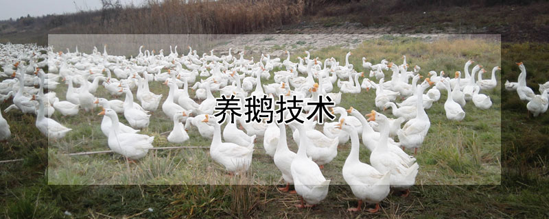 养鹅技术 养鹅技术知识大全