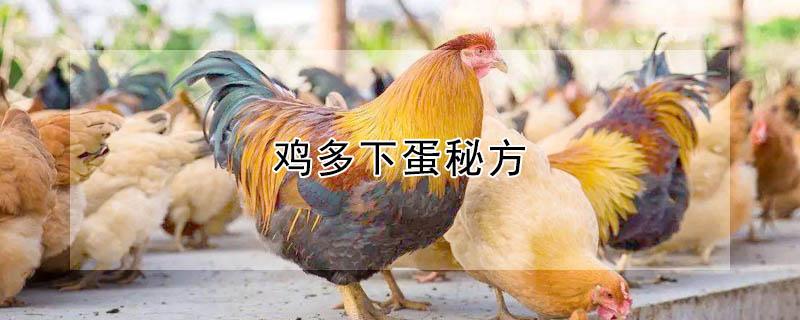 鸡多下蛋秘方（鸡多下蛋秘方吃南瓜行不行）