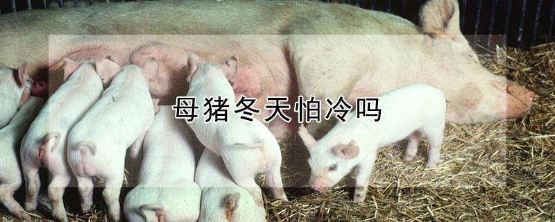 母猪冬天怕冷吗 母猪冬天怕冷吗怎么办
