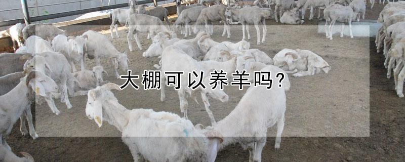 大棚可以养羊吗? 大棚可以养羊吗视频