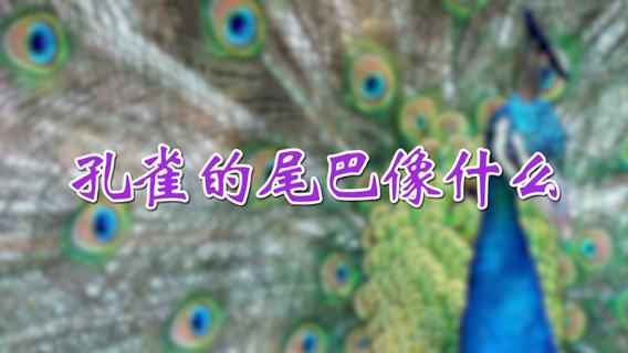 孔雀的尾巴像什么 银杏树叶像什么东西