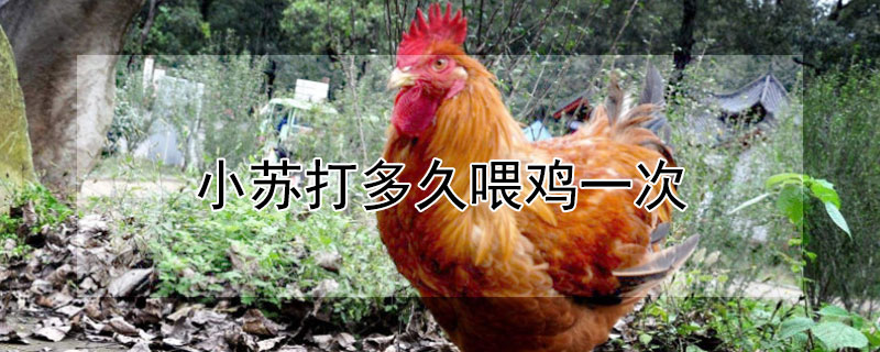 小苏打多久喂鸡一次（小苏打多久喂鸡一次最好）