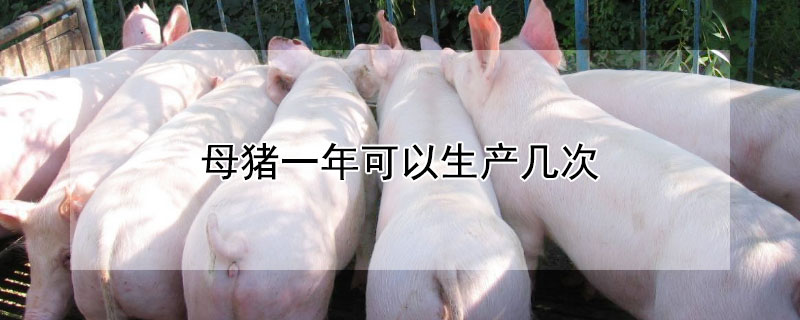 母猪一年可以生产几次（母猪一胎最多能生几个）