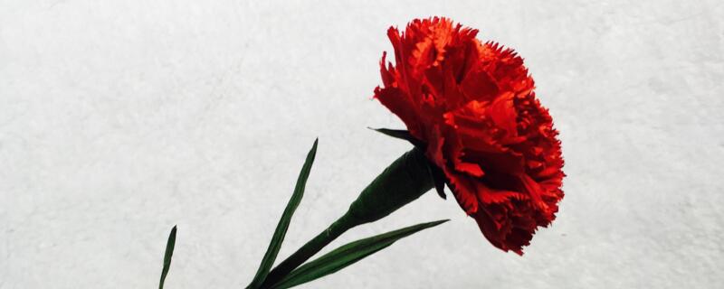 怀孕送什么花（老师怀孕送什么花）