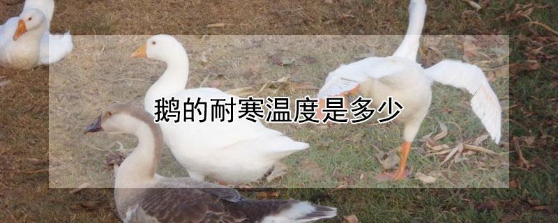 鹅的耐寒温度是多少 鹅耐寒的最低温度