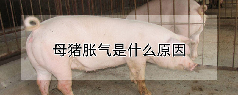 母猪胀气是什么原因（母猪胀气是怎么回事）