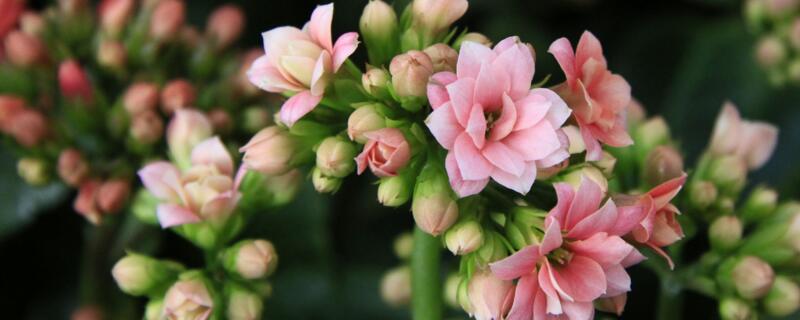 给老人祝寿送什么花 八十岁老人生日送什么花