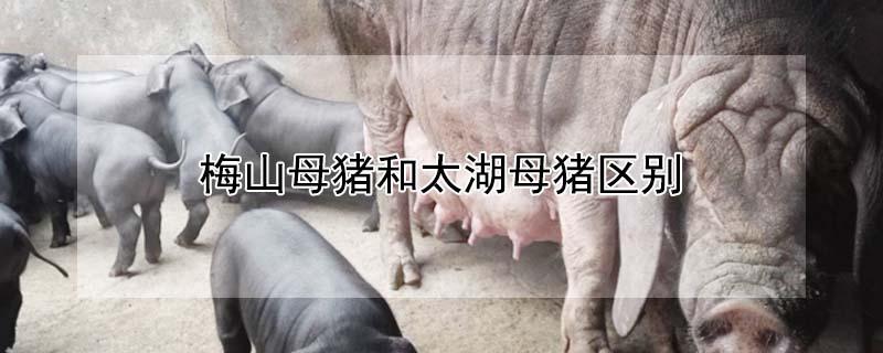 梅山母猪和太湖母猪区别（梅山母猪和太湖母猪区别是什么）
