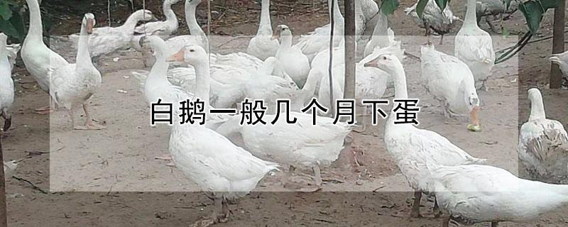 白鹅一般几个月下蛋 白鹅一般几个月下蛋蛋多重