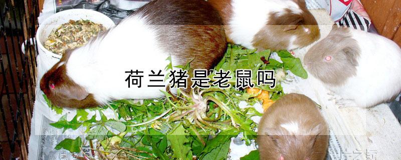 荷兰猪是老鼠吗（荷兰猪是老鼠吗有鼠疫）