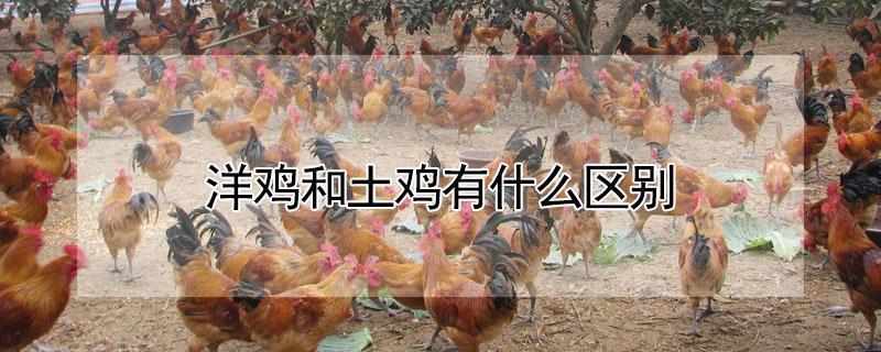 洋鸡和土鸡有什么区别 洋鸡和土鸡有什么区别图片对比