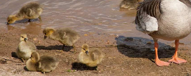雏鹅扎堆什么原因（鹅雏聚堆怎么办）