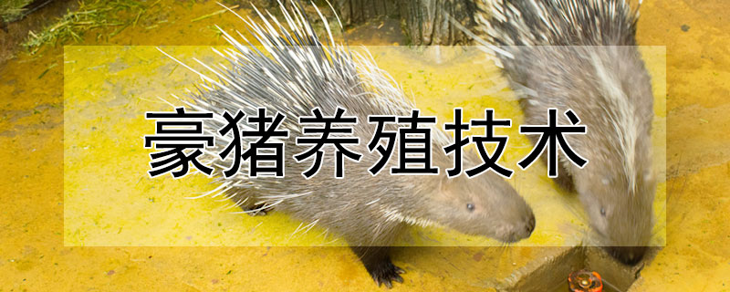 豪猪养殖技术（豪猪养殖技术视频教程）