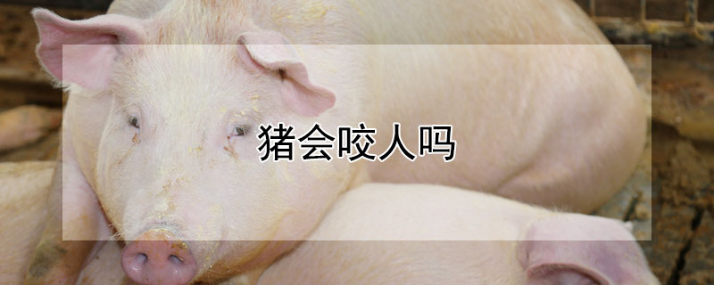 猪会咬人吗（宠物猪会咬人吗）