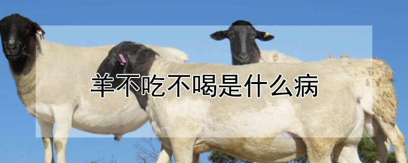 羊不吃不喝是什么病（羊不吃不喝是什么病症）