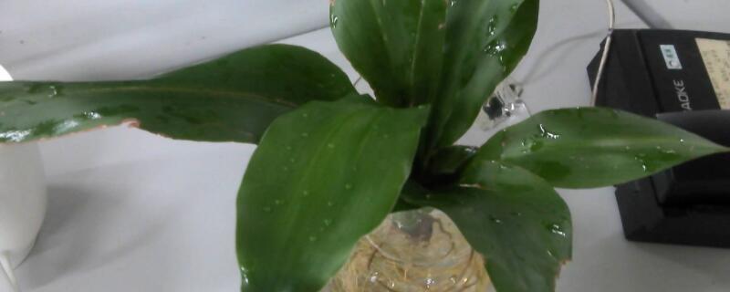 荷花竹会开花吗（荷花竹会开花吗?）