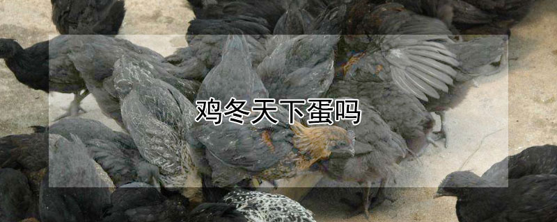 鸡冬天下蛋吗（大鹅冬天下蛋吗）