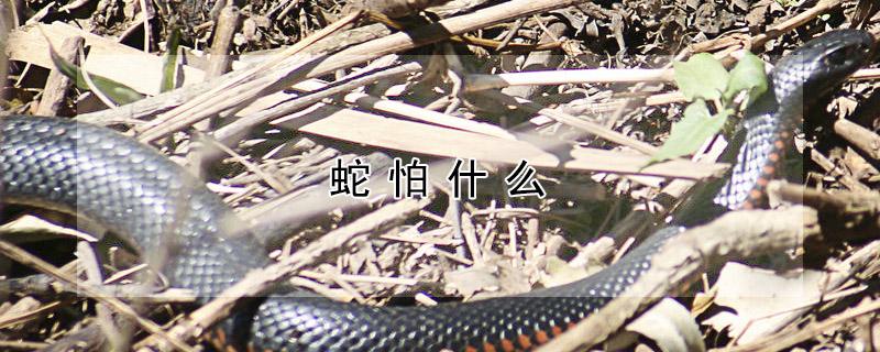 蛇怕什么 蛇怕什么动物