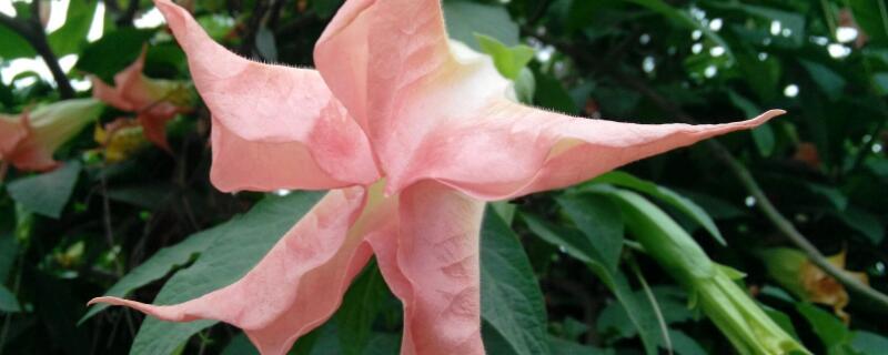 曼陀罗花有毒吗 曼陀罗花有毒吗毒性有多强