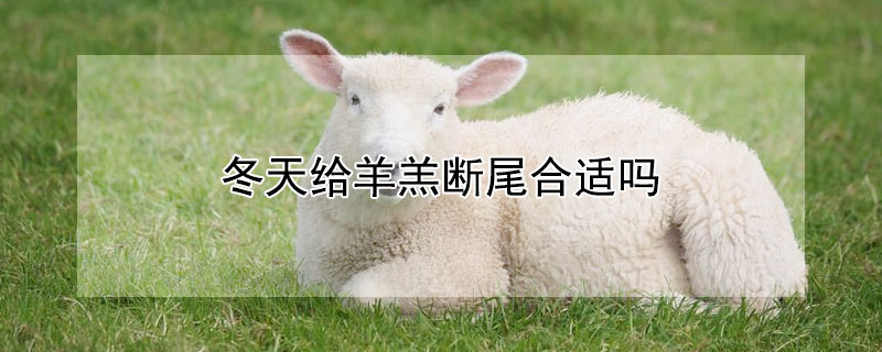 冬天给羊羔断尾合适吗 冬天小羊羔能断尾吗