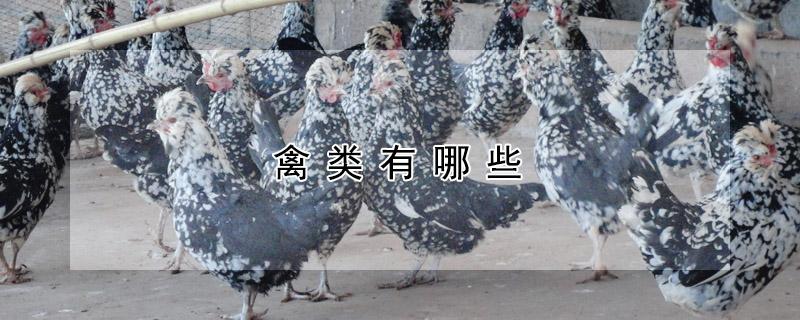 禽类有哪些 禽类和鸟类的区别