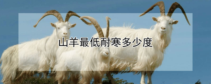 山羊最低耐寒多少度 山羊耐寒程度