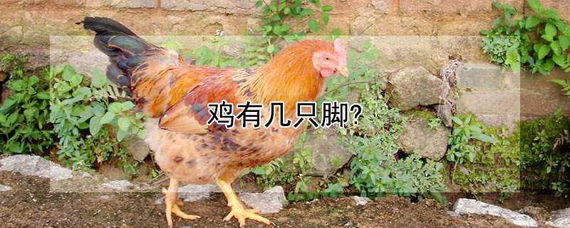 鸡有几只脚? 一只鸡有几只脚