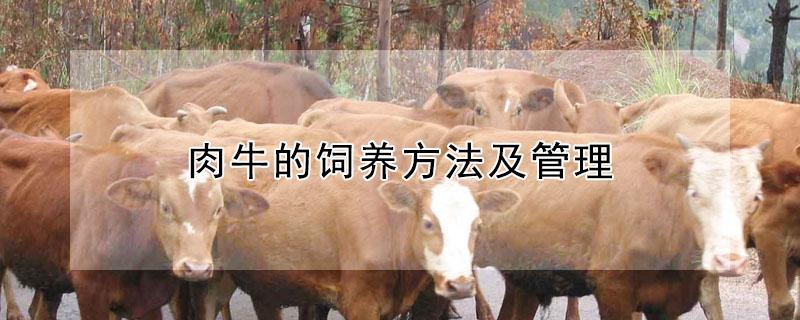 肉牛的饲养方法及管理 肉牛的饲养方法及管理方法